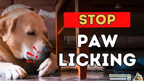 How To Stop Dog From Licking Paws - A Complete Guide ...